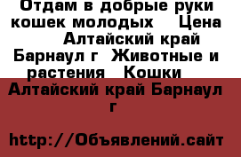 Отдам в добрые руки кошек молодых  › Цена ­ 1 - Алтайский край, Барнаул г. Животные и растения » Кошки   . Алтайский край,Барнаул г.